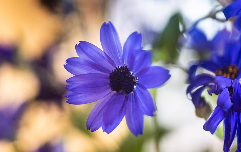 Blue flower